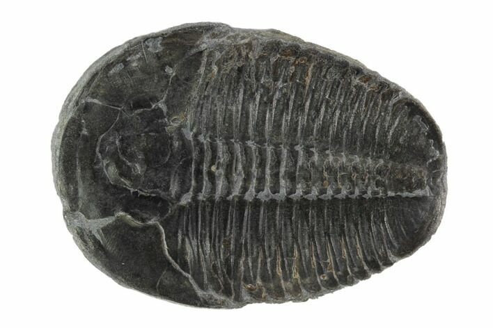 Elrathia Trilobite Fossil - Wheeler Shale, Utah #97142